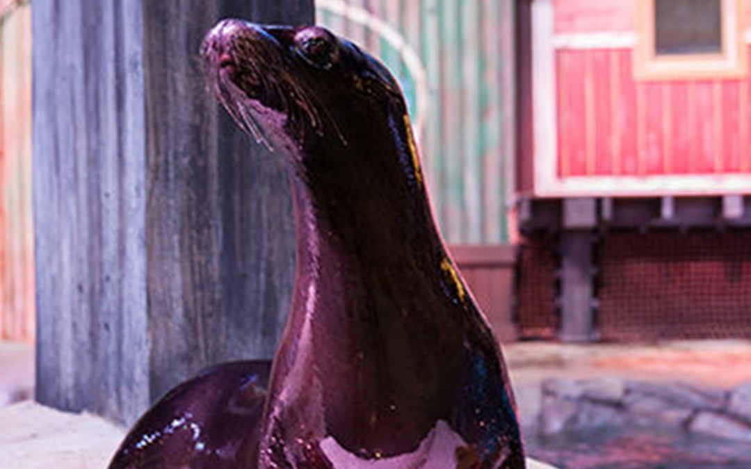 GEORGIA AQUARIUM SEA LIONS PULL KIDS INTO LEARNING