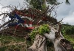 Critics, pundits and academics say it’s impossible to ignore the role race plays in Trump’s treatment of Puerto Ricans. Photo: SAN JUAN, PR - MARCH 4, 2018: Painted USA flag on uprooted tree from Hurricane Maria in San Juan, Puerto Rico. / iStockphoto / NNPA