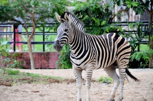 Maryland Zoo will vaccinate certain animals against COVID-19