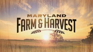 MPT series Maryland Farm & Harvest visits Baltimore, Montgomery, and Prince George’s counties and Washington, D.C. during November 16 episode