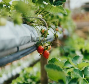 Bowie State introduces aquaponics program, teaches students sustainable food production