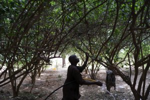 Africa’s ‘Great Green Wall’ shifts focus to hold off desert