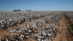 Keeping it Real: Remembering When Cotton was King and Blacks Enduring Quest for Economic Justice