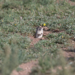 Voles Cut Grass To Shape Their Environment And Fend Off Their Foes