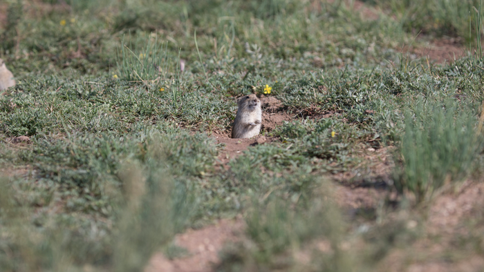 A rodent species that lives on the steppes of Russia and northern Asia shapes its environment by trimming unpalatable bunchgrasses to watch for predatory birds in an example of natural ecosystem engineering. (Guoliang Li/University of Exeter)