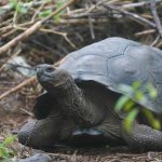 Galapagos Giant Tortoises Alive Today May Actually Be A New Species, Scientists Say