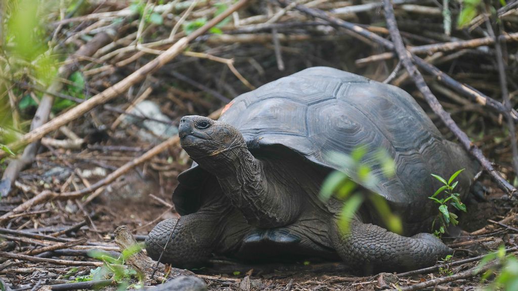 The species of giant tortoise that inhabits San Cristobal Island, initially thought to be Chelonoidis chathamensis, was found to genetically correspond to a different species, not yet described. (Galápagos National Park/Zenger)