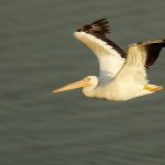 Pelicans Prefer Native Fish At Popular Sport-Fishing Reservoir