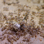 Invasive Crazy Ants May Be Defeated By Microscopic Spore