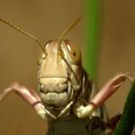 A Study Of Grasshopper Jaws Reveals Similarity To Mammals, Diversity Of Diet