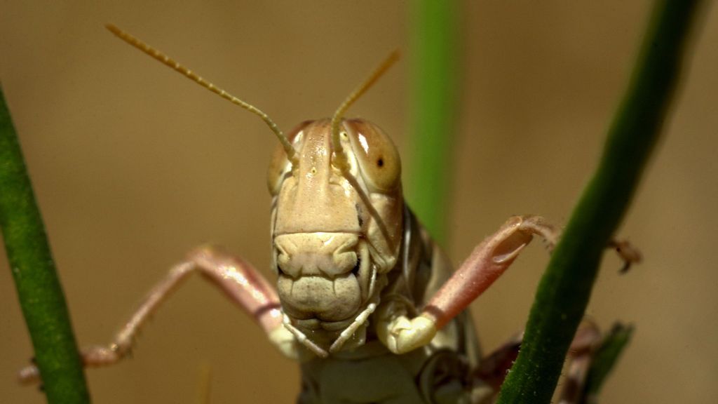 A grasshopper clings to the grasses of the Carrizo Plain National Monument, June 1, 2001. President Bill Clinton established the national monument in his final days in office to save the last large remnant of the aboriginal ocean of grassland that once covered central California. (David McNew/Getty Images)