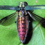 Invasive Insects Expected To Kill 1.4 Million Urban Trees In The US Over Next 30 Years