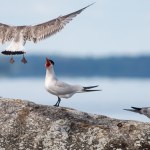 Like Learning To Drive: Bird Dads Guide Young On First Migration