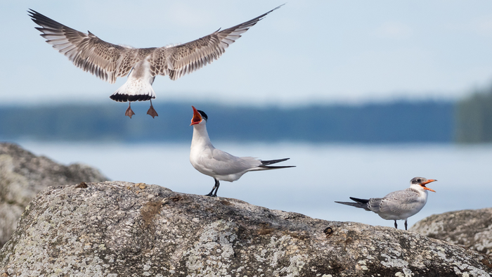 Male Caspian terns are not only responsible for leading their young on their first autumn migration to wintering quarters, but they also have an important role in defending their young against possible threats. Here, a young tern (bottom right corner) is seen roosting on a stopover site together with its parent, which is seemingly not happy about the approach of a young common gull. (Petri Hirva)