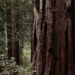 Redwoods Have Specialized Leaves That Allow Adaptation To Both Wet And Drier Climates