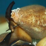 Venomous Sea Snail Could Be Key To More Effective Painkillers With Lower Risk Of Addiction