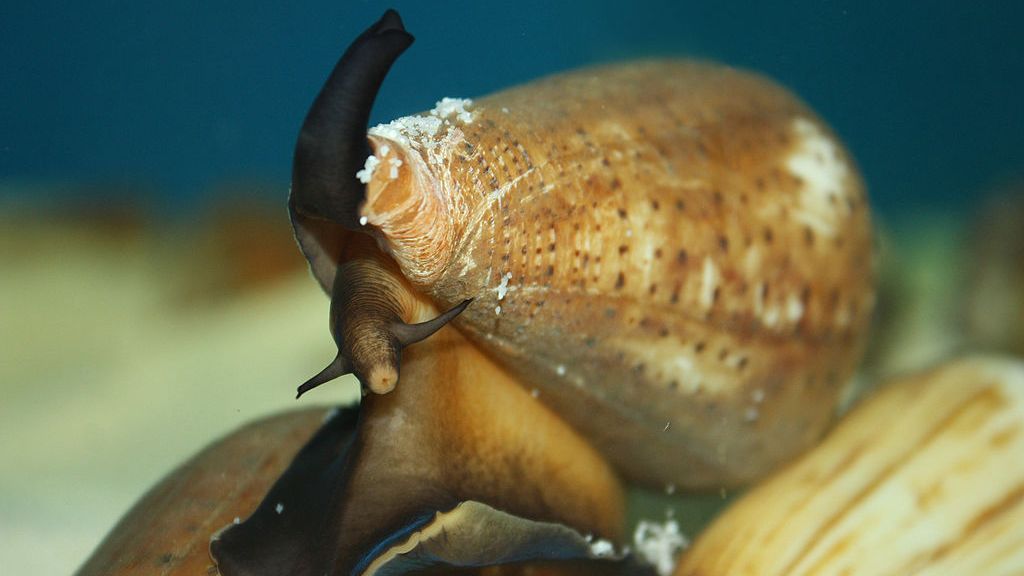 A cone snail searches for prey. Researchers from varied disciplines are collaborating to understand the way conotoxins — chemicals found in cone snail venom — work and how they can be utilized to reduce pain in humans. (Pengchao-BGI/CC BY-SA 4.0)