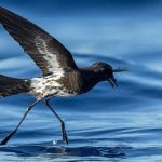 Newly Discovered Seabird Placed Straight On ‘Critically Endangered’ Species List