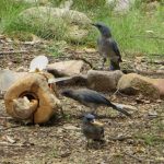 Loner Jays Learn Just As Well As Social Jays, Scientists Say