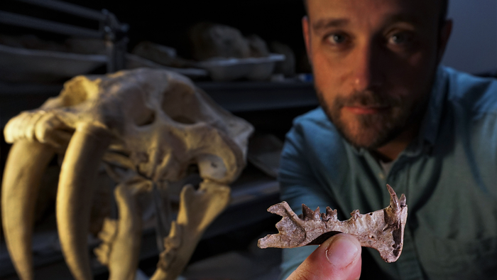 Researcher Ashley Poust holds the fossilized lower jaw of Diegoaelurus, a bobcat-sized carnivore that lived 42 million years ago. Diegoaelurus was much smaller than the commonly known Smilodon, or saber-tooth cat, seen in the background. Smilodon evolved roughly 40 million years after Diegoaelurus went extinct, but both animals were saber-toothed, hyper-carnivorous predators, meaning their diets consisted almost entirely of meat. (San Diego Natural History Museum)