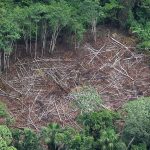 Death Of A Rainforest: Amazon Near Tipping Point Of Transitioning To Savanna, Study Says