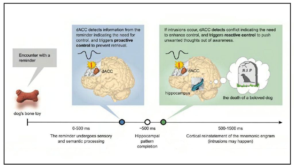 The brain can suppress unwanted memories - and sounds an 'alarm' if one slips through the net, according to a new study. (Steve Chatterley/Zenger)