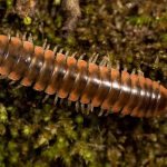 Million Seller Millipede: Scientist Fan Of Taylor Swift Names New Species Of Creepy-Crawly After Her