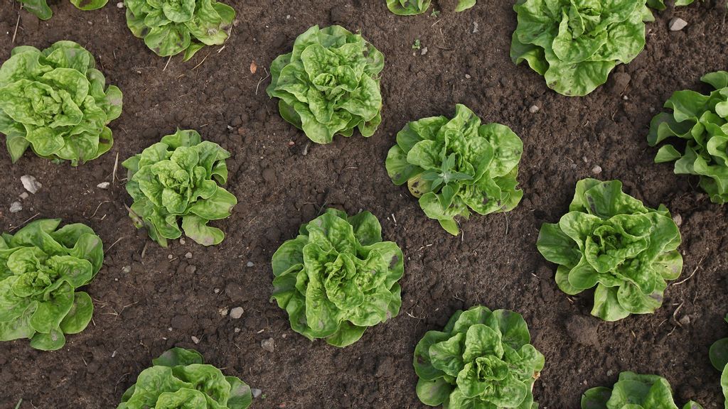 Lettuce grows at the Teltower Ruebchen organic vegetable farm on June 1, 2011 in Teltow, Germany.  (Photo by Sean Gallup/Getty Images)