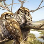 Owls About A Snack? 6-Million-Year-Old Owl Fossil Still Had Lunch In Its Stomach