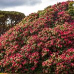 One Of Europe’s Biggest Rhododendrons Aged 170 Years Reaches Full Bloom In Cornwall