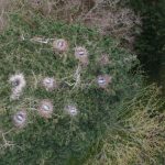 Breathtaking Aerial Images Reveal 11 Nests Perched 100 Feet In Trees At 17th Century Stately Home