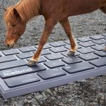 Hoof It – Iceland Trots Out Service That Lets Horses Reply To Work Emails While You’re On Holiday