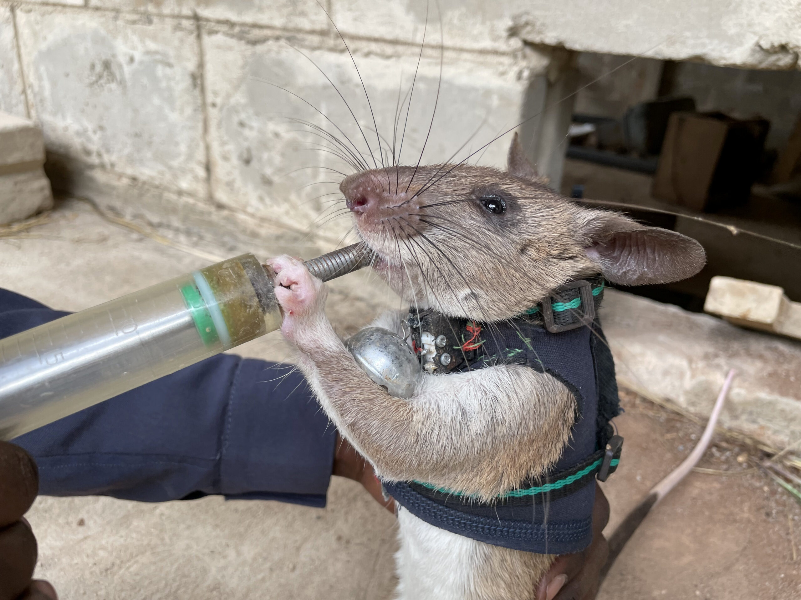 Rats are being trained to be sent into earthquake debris wearing tiny backpacks - so rescue teams can talk to survivors. (Matthew Newby/Zenger)