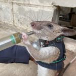 Rescue Rats – Trained Rats To Be Sent Into Earthquake Debris Wearing Tiny Backpacks With Microphones