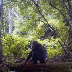 Scientists Create World’s Largest Chimp DNA Genome From Poop