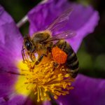 Sweet Success: Scientists Develop Honey-Based Bee DNA Test To Monitor Hive Health