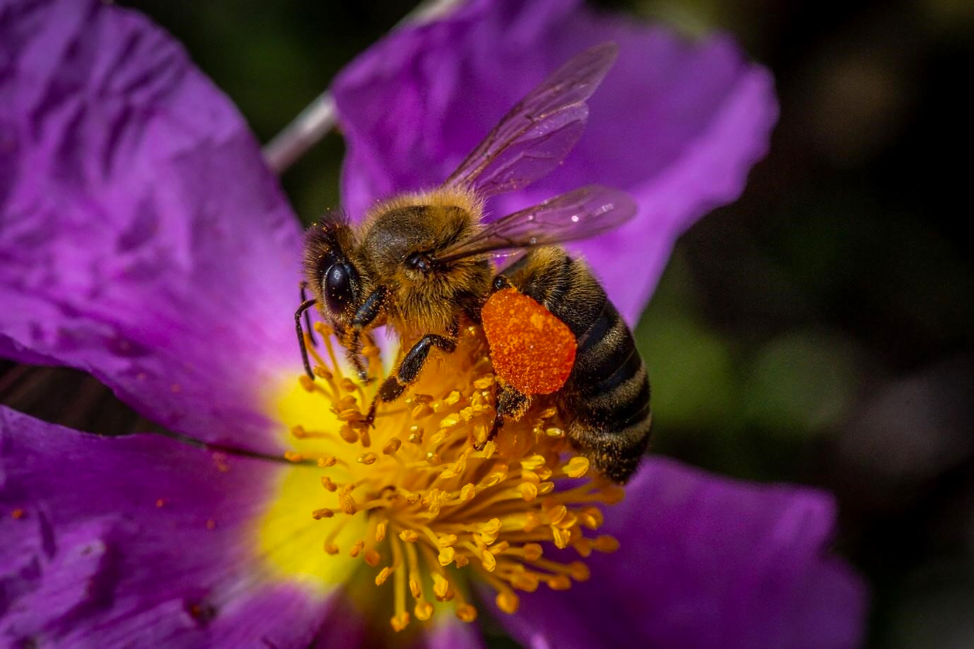 Illustrative image: Honeybee harvesting pollen and carrying it to its pollen basket. (Yannis Varouhakis (instagram.com/varouhakis)/Zenger)