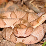 Venomous Snake Bites Alabama Woman Twice; UAB Experts Step In