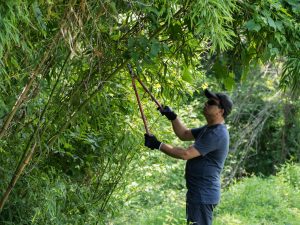 Maryland lawmakers propose choking off invasive running bamboo