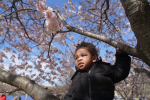 Cherry blossoms take center stage in nation’s capital