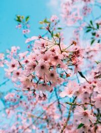 Unpredictable cherry blossom bloom underscores climate change concerns