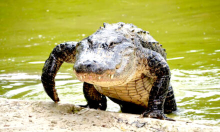 Alligators in Huntsville? City urges caution as sightings have increased