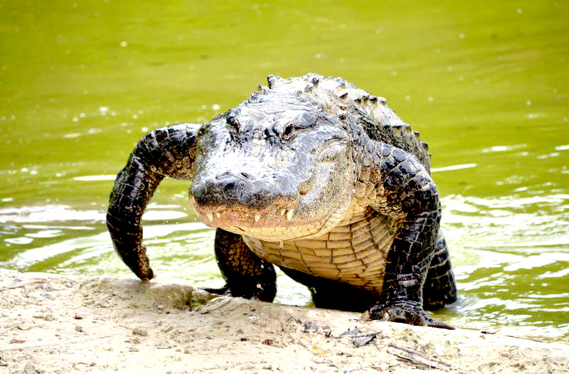 Alligators in Huntsville? City urges caution as sightings have increased