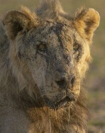 Herders in Kenya kill 10 lions, including Loonkiito, one of the country’s oldest