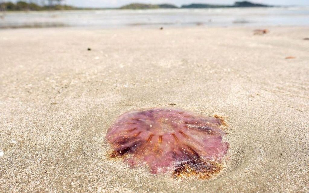 What to do if you are stung by a jellyfish? Don’t pee on the sting