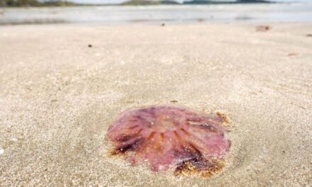 What to do if you are stung by a jellyfish? Don’t pee on the sting