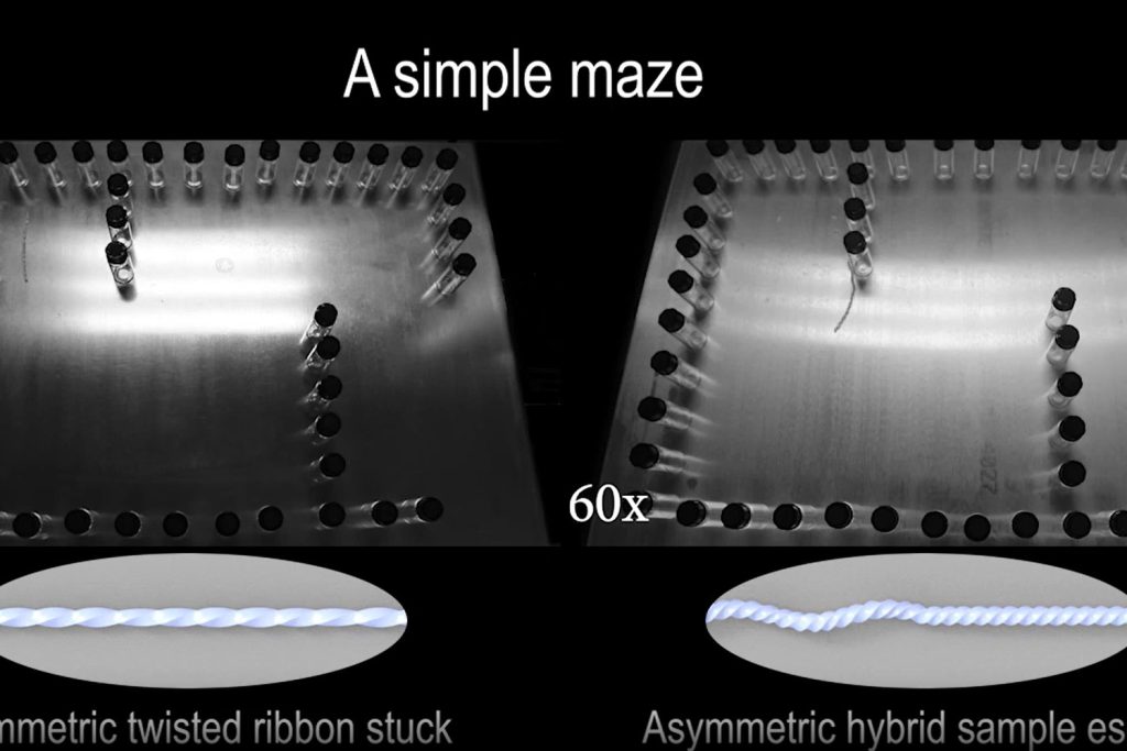 strongA view of the brainless robot in the maze. Researchers have shown the ability of the soft robot to navigate mazes with moving walls – and fit through spaces narrower than its body size. NORTH CAROLINA STATE UNIVERSITY/SWNS/strong