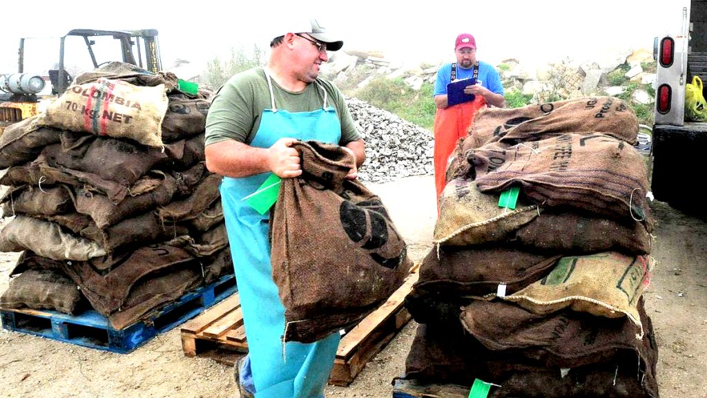 Alabama wild oyster harvest declines; predator ‘infestation’ blamed