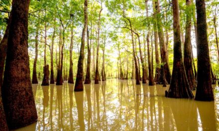 $15 million land purchase to protect 8,000 acres of America’s Amazon in south Alabama