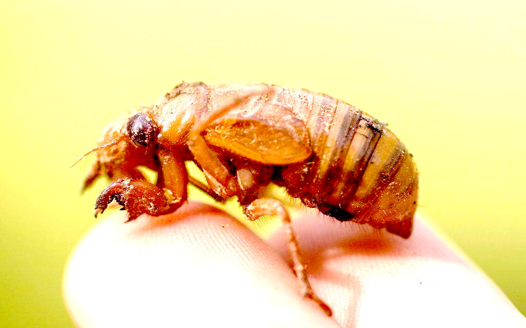 Swarms of cicadas coming to Alabama: What makes this summer historic